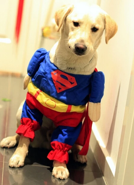 cat and dog clothes