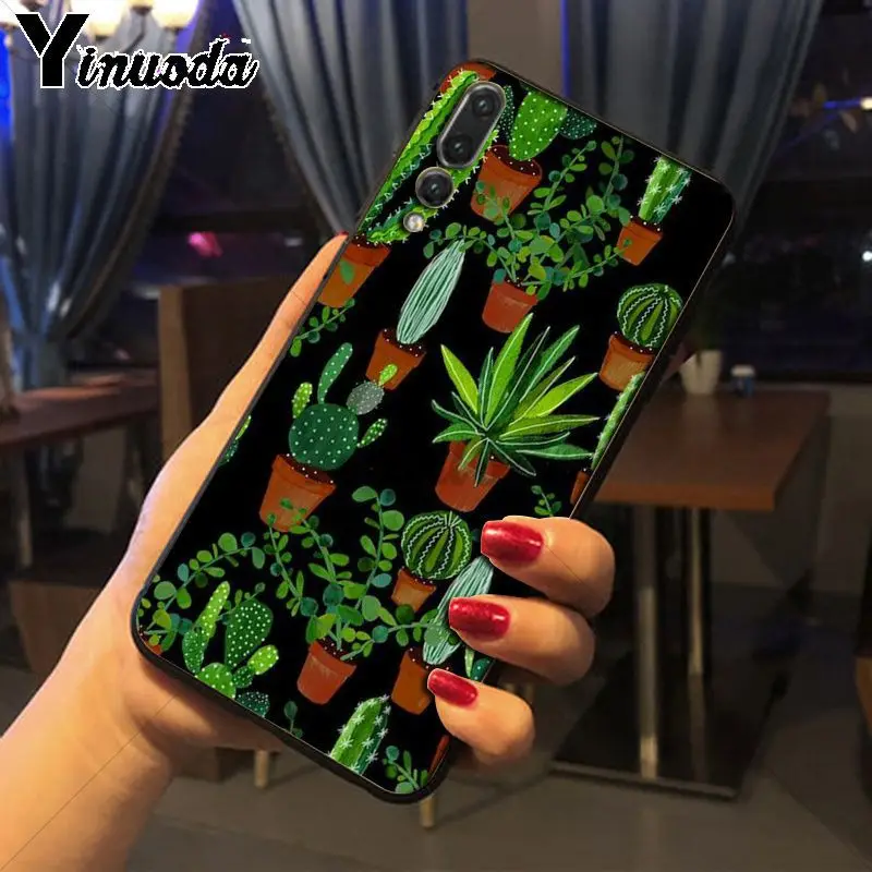 green cactus plant