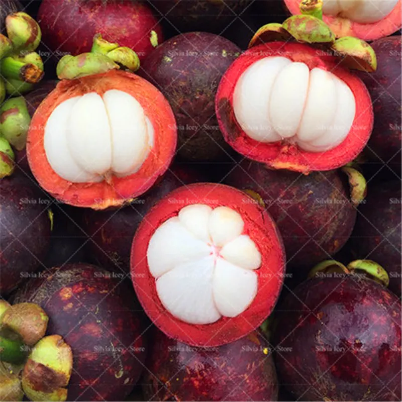 

100 Pcs/Lot Mangosteen Tree Bonsai Plants Delicious Queen Of Tropical Fruit Planting Potted for Home Garden Easy to Grow