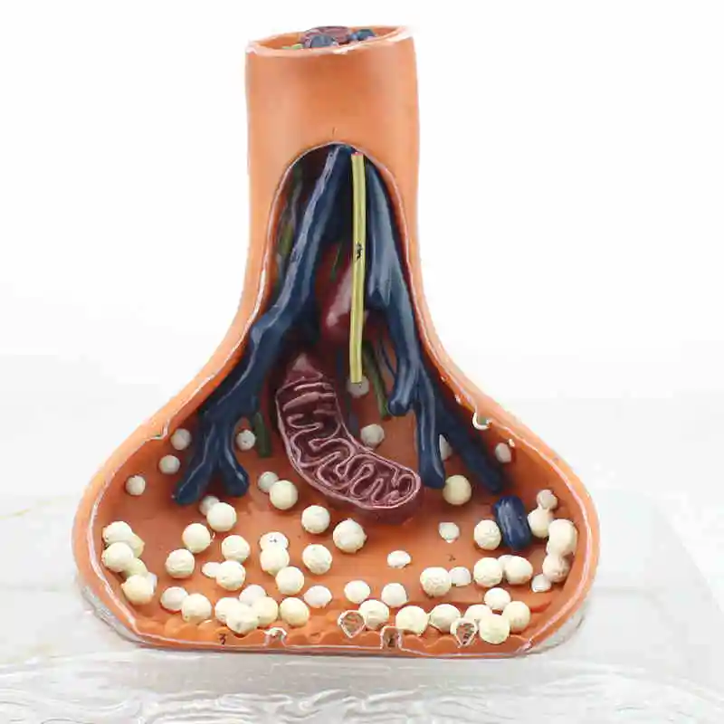US $112.96 Synapses model chemical synapse synapse medical anatomy of the human nervous system