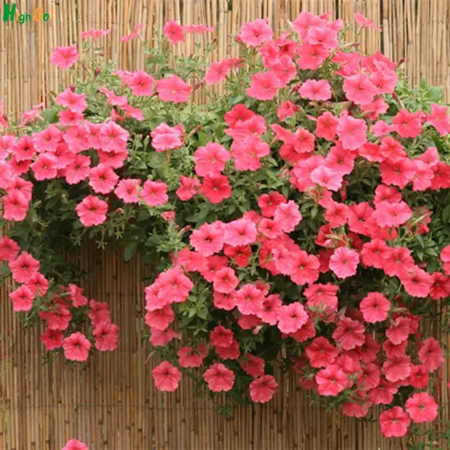 30 Pcs / Bag,, Diy Potted Plants, Indoor / Outdoor Morning glory vines