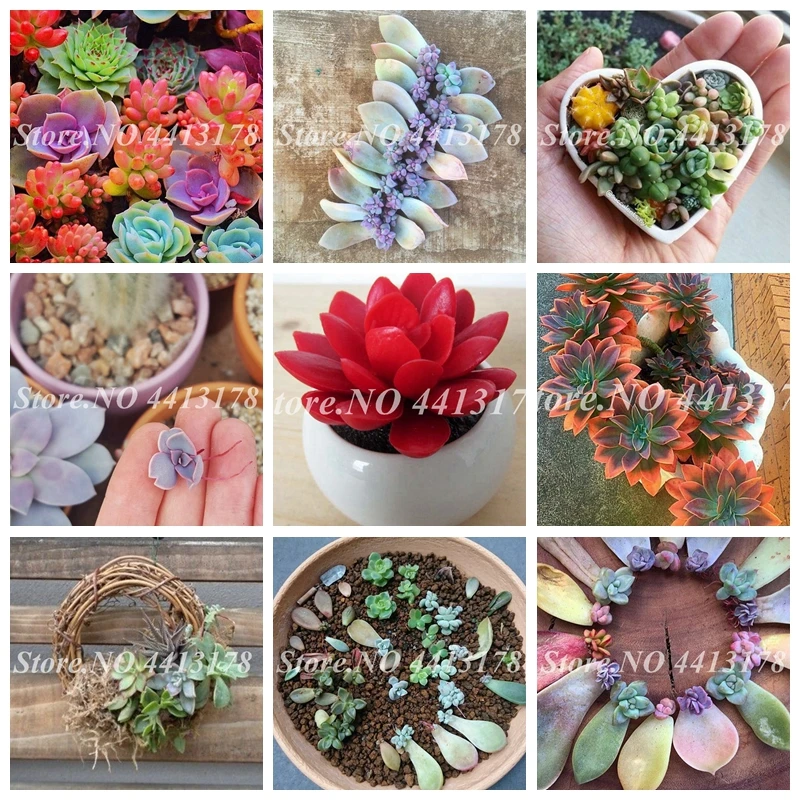 

100 pcs/ bag Real Mini Succulent Cactus Bonsai Rare Succulents Perennial Indoor Herb Plants Pot Flower for Home Garden Planting