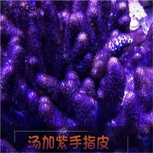 1 шт. набор Xenia sp Pachyclavularia sp - Цвет: 1 zishouzhi