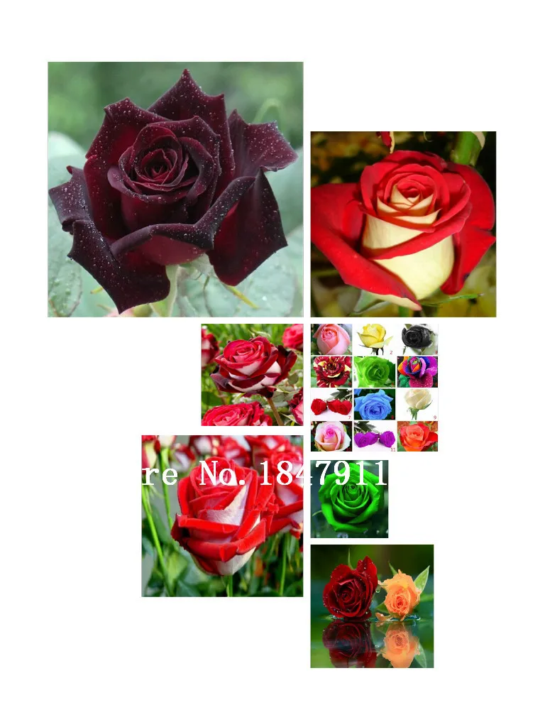 Popular Rose Bushes SaleBuy Cheap Rose Bushes Sale lots from China