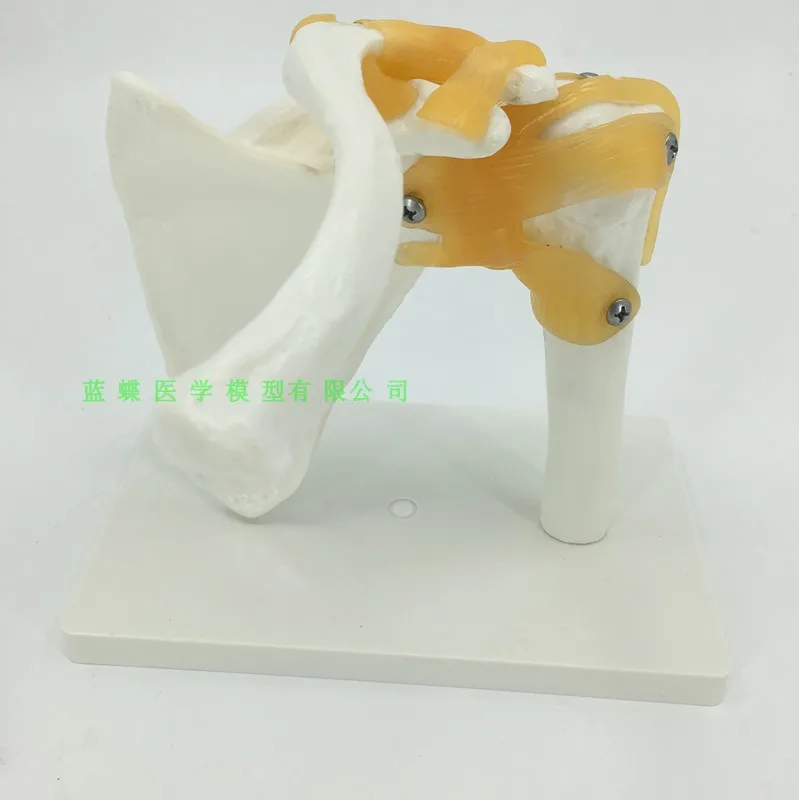 

1:1 human shoulder joint model Medical teaching model