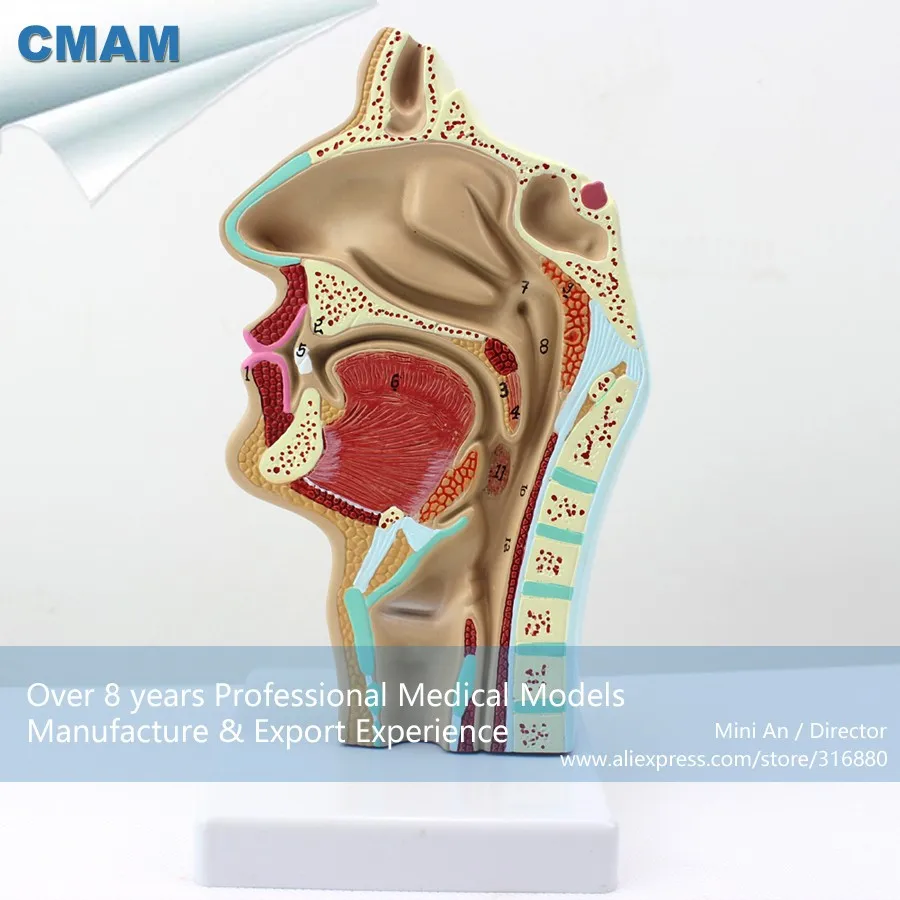 Throat 5. CMAM. Nose model device.