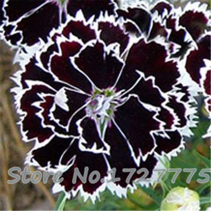 

A Pack 200 Pcs Black Carnation plants Balcony Potted Courtyard Garden Plants plants Rose Dianthus Caryophyllus Flower bonsai