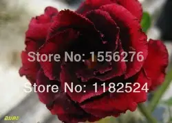 50 + Свежие Редкие "никогда не умирают" адениум тучный semillas-Bonsai Desert Rose Flower Plant semillas