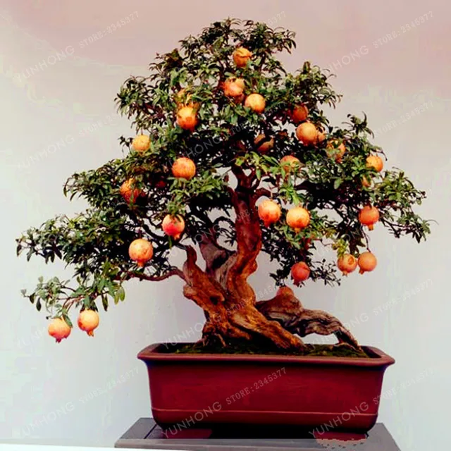 Bonsái de Granada bonsái planta de bonsái de fruta deliciosa muy dulce