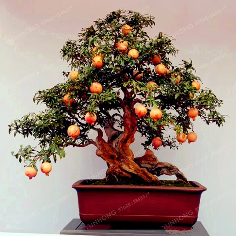 

Bonsai Pomegranate Bonsai Very Sweet Delicious Fruit Bonsai Plant For Home Garden Easy To Grow 20Pcs/ Bag