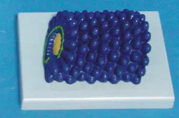 

Virus Structure Model Biology Teaching Model Medical Teaching Aids Rabies Virus Model Virus Molecular Structure Medical Supplies