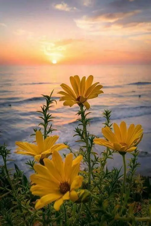 

NEW DIY Seaside Yellow Flowers Diamond Painting 5D Diamond Embroidery Square Diamond Sticker Mosaic Crafts
