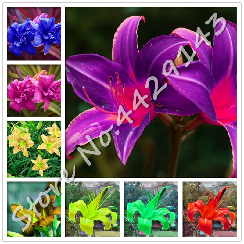 

100 Pcs Rare Unique Hybrid Hemerocallis Bonsai,tawny daylily,Potted planting,planting seasons, flowering plants Special Offer