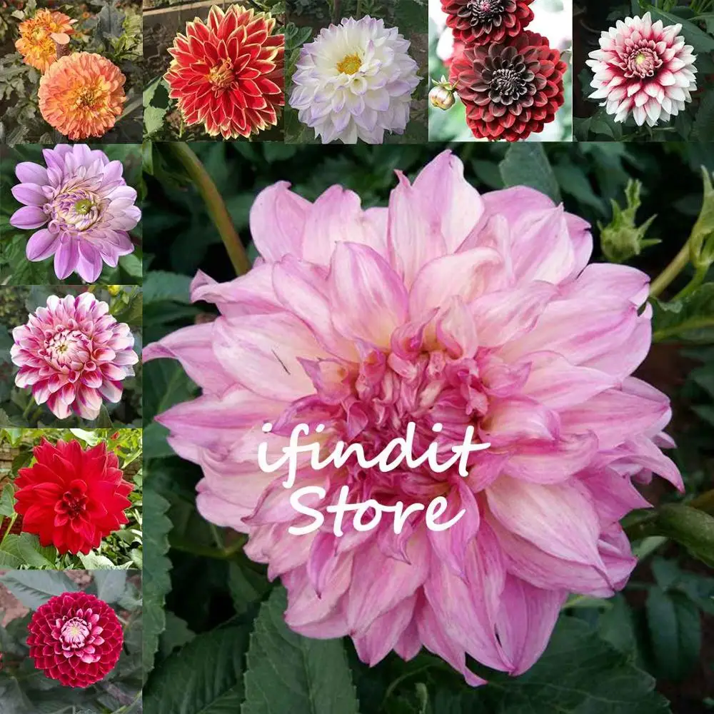 

50pcs Gorgeous Dahlia Flower (Not Dahlia Bulbs) Beautiful Dahlia Bonsai Flower Balcony Potted Plants For Home Garden