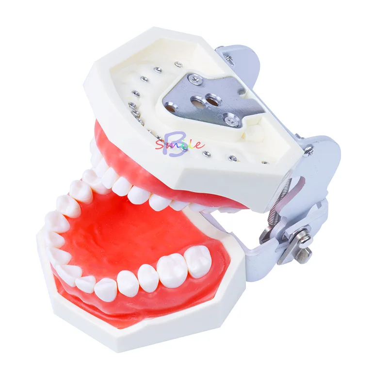  New Dental Teaching Model Standard Model Removable Teeth Soft Gum Model - 33007568580