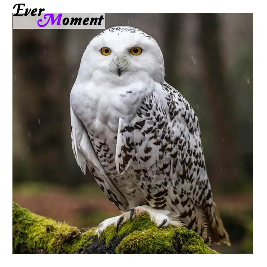 

Ever Moment Diamond Painting Owl Full Square Drill Cross Stitch Picture Of Rhinestone Diamond Embroidery 5D DIY Mosaic 3F010