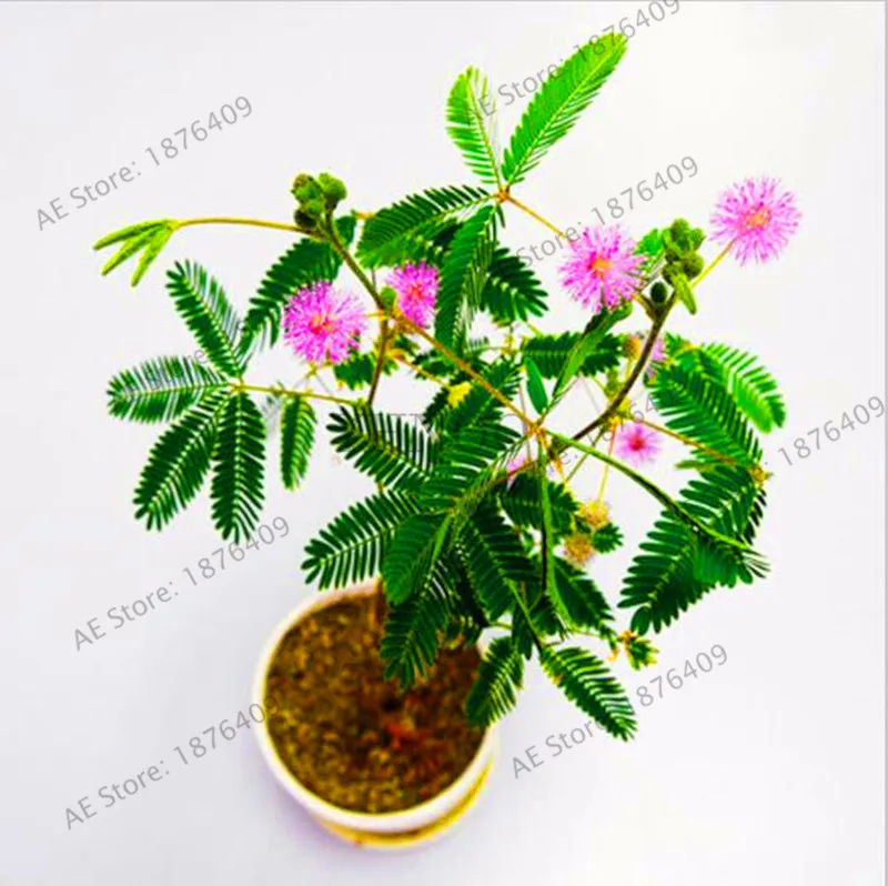 

Big Sale!30pcs Bashful Grass flores Mimosa Pudica Linn, Foliage Mimosa Pudica Sensitive Bonsai Plant Home Garden Free Shipping,#