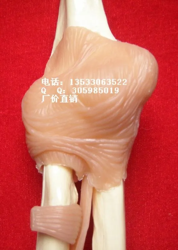 Человеческий локоть скелет модель человеческий скелет медицинская Учебная модель