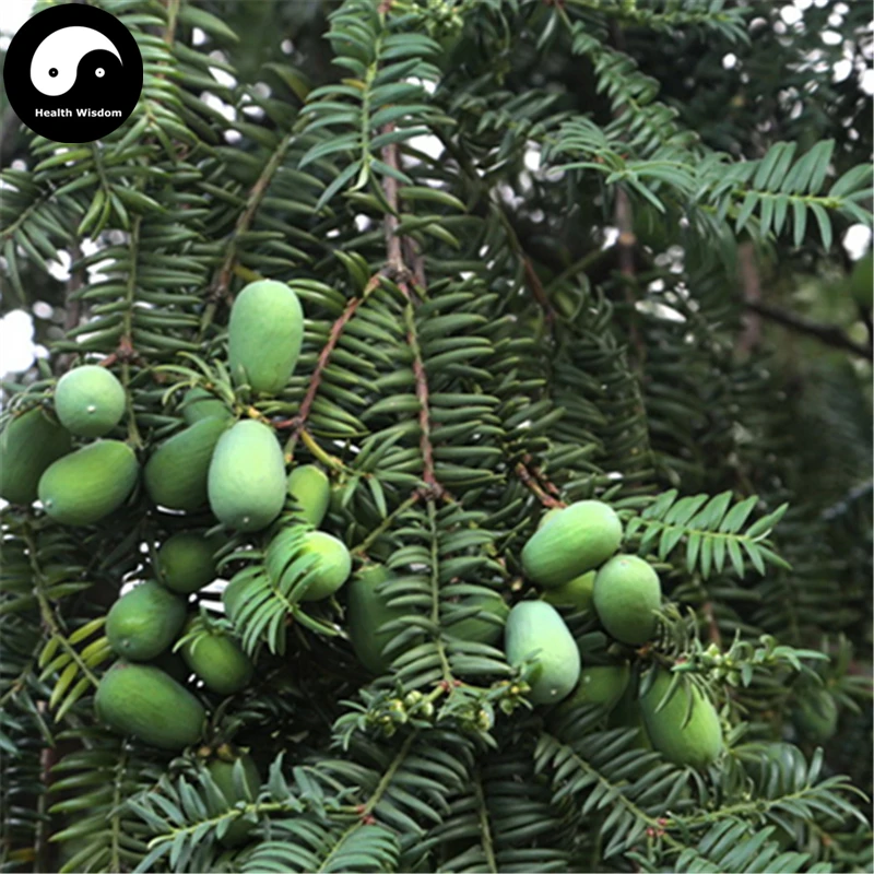 

Buy Real Torreya Grandis Merrillii Tree Semente 12pcs Plant Chinese Taxaceae Grow Nut Tree Xiang Fei