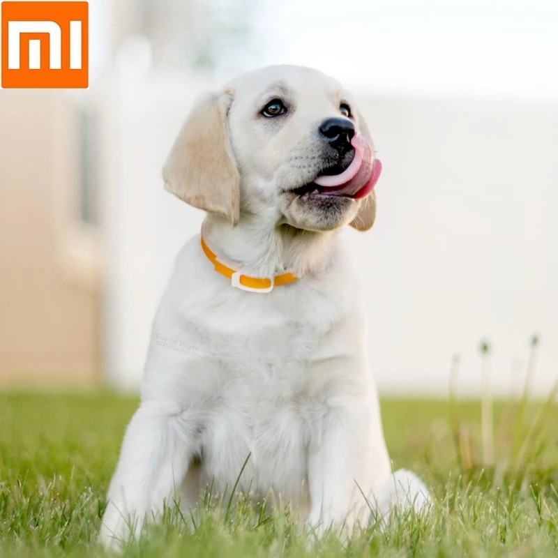 essential oil collar for dogs