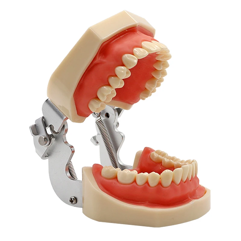 Modelo padrão dental destacável dentes modelo de