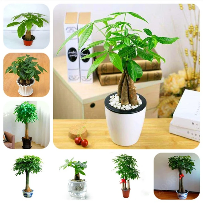 

2 Pieces Mini Pachira Macrocarpa Bonsai Hawaiian Make Money Tree Plant Bonsai Pot Indoor Flowers Plant Bonsai DIY Potted Plants