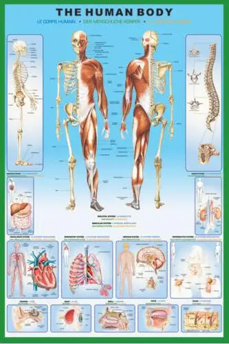 

THE HUMAN BODY DOCTOR ANATOMY SKELETON MUSCLES ORGANS SILK POSTER Decorative Wall painting 24x36inch