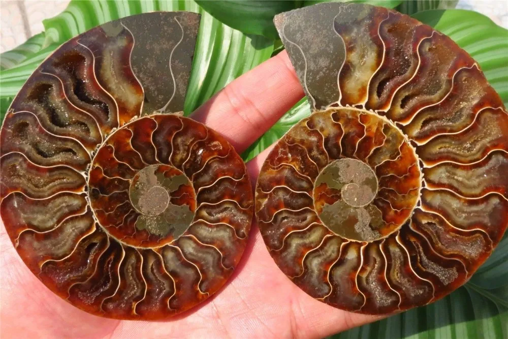 ammonite shell ammonite shell
