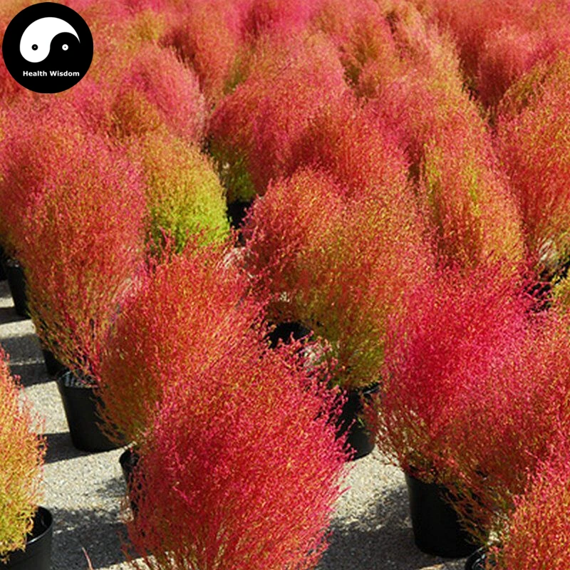 lulu mall customer care kochia scoparia