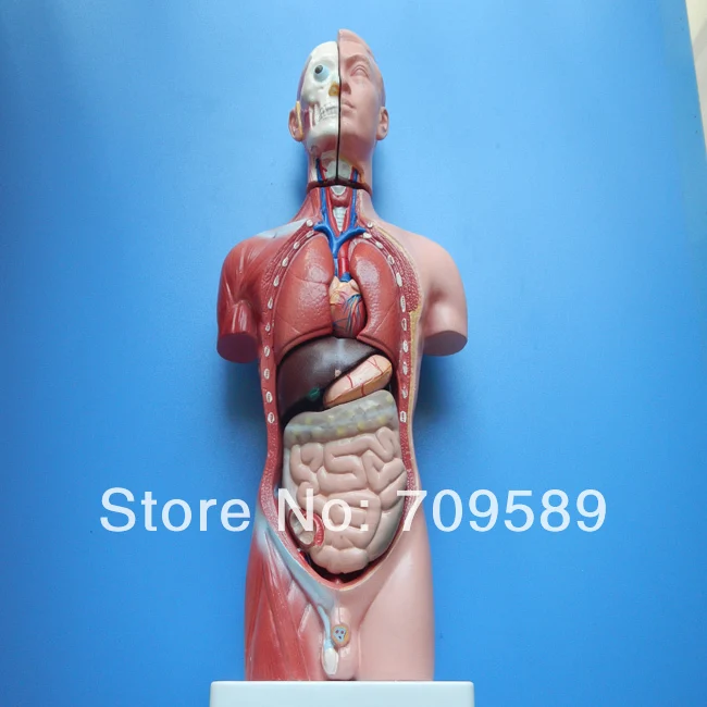 ФОТО Human body model, anatomy male torso model 42cm(13parts), female torso
