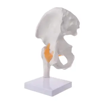 

Life Size Ligament Hip Joint Medical Anatomy Model Skeleton Teaching Tool Medical Science Stationery for School