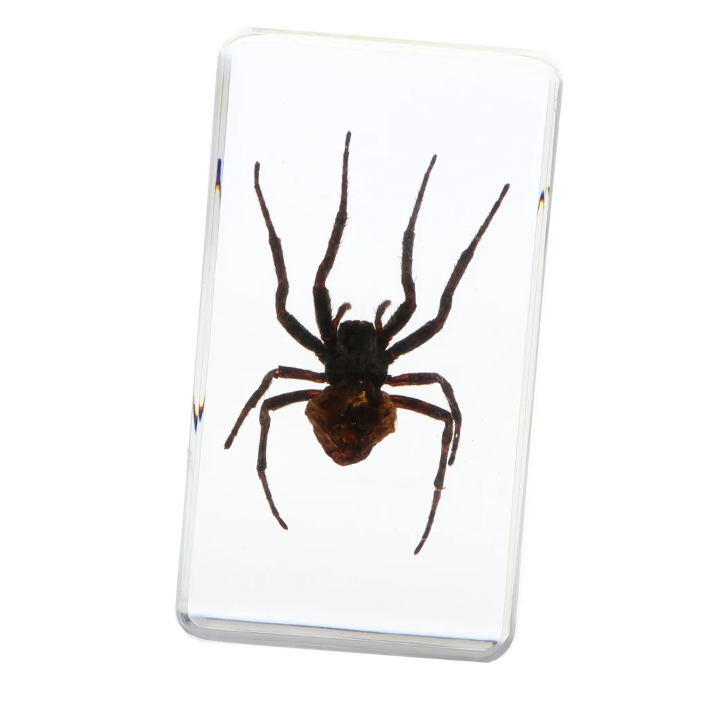 Insect Specimen Paperweight Collection Gift - Deinopidae
