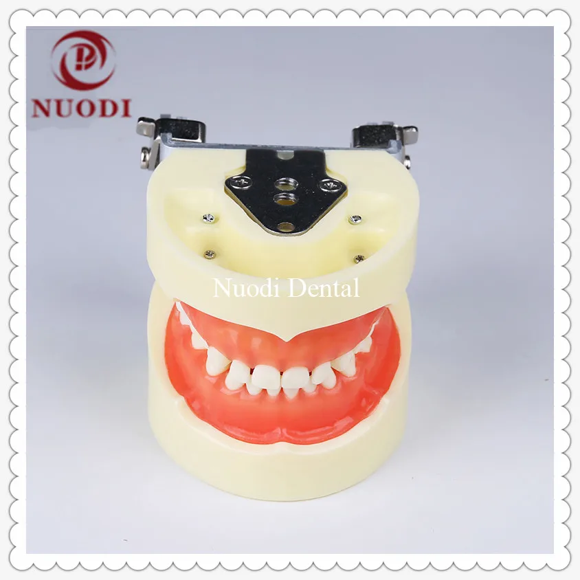 

Standard Education Child Teeth Model with Soft Gum/Removeable Tooth Model for Children/Dental Study KidsTeeth Model 24pcs