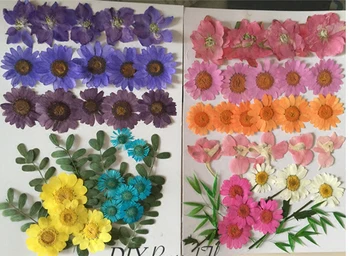 

Assorted Larkspur / Leaf / Chrysanthemum Blue And Pink Flower Dried Flower Arrangements DIY Phone Case free shipment 2 bags