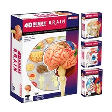 1 шт., 4D Скелет человеческого тела, череп для изучения анатомии, манекен, сердце, анатомия, в натуральную величину, модель уха, обучающая головоломка, детские медицинские игрушки