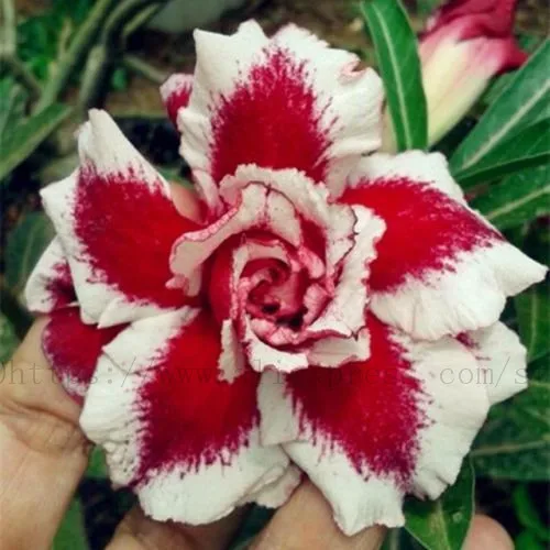 20pcs True Desert Rose plants Exotic Adenium Obesum plants Flower Bonsai plants Air Purification Home Garden Potted Flowers B69