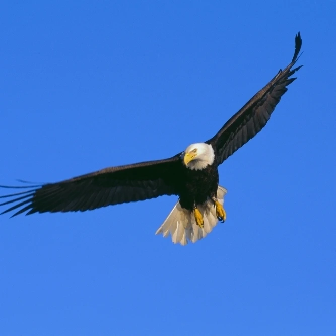 Alaska  Inside Passage  View Of A Bald Eagle In Flight  Hunting Poster Print (19 x 12)
