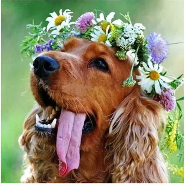 

Diy 5D Diamond Painting Cross Stitch Wearing Flower Sticky Dog Diamond Mosaic Full Diamond Embroidery Rhinestone Gift Decoration