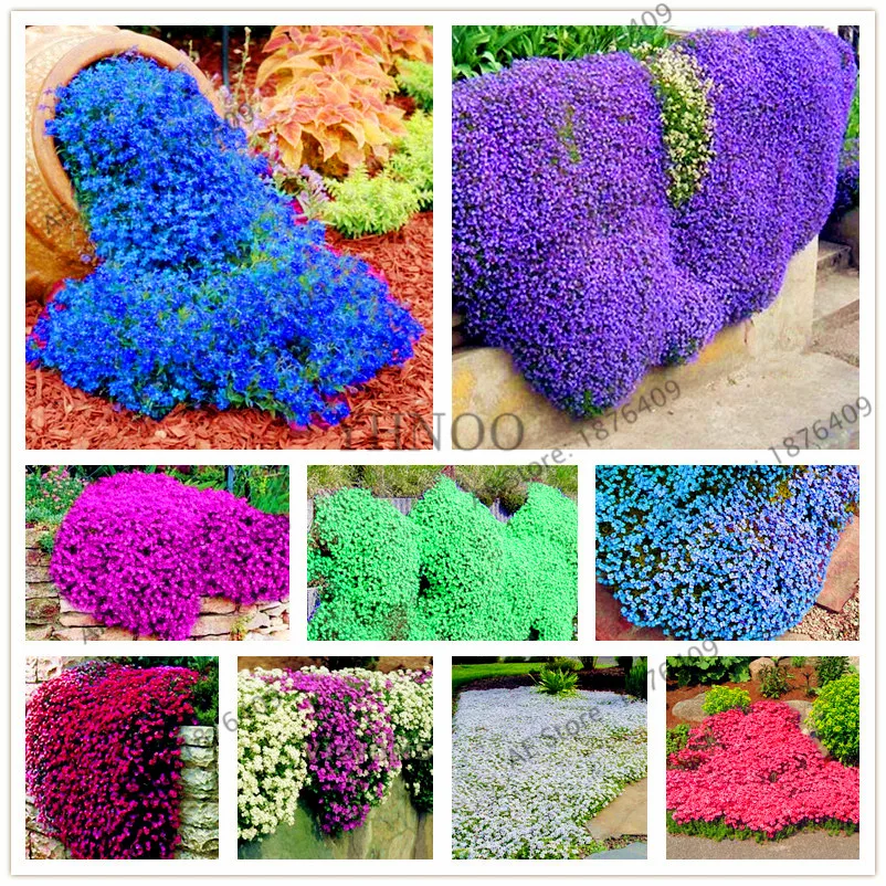 

205pcs/pack Creeping Thyme bonsai ROCK CRESS GROUND COVER flores Carpet Evergreen Plant Easy to Grow for Garden