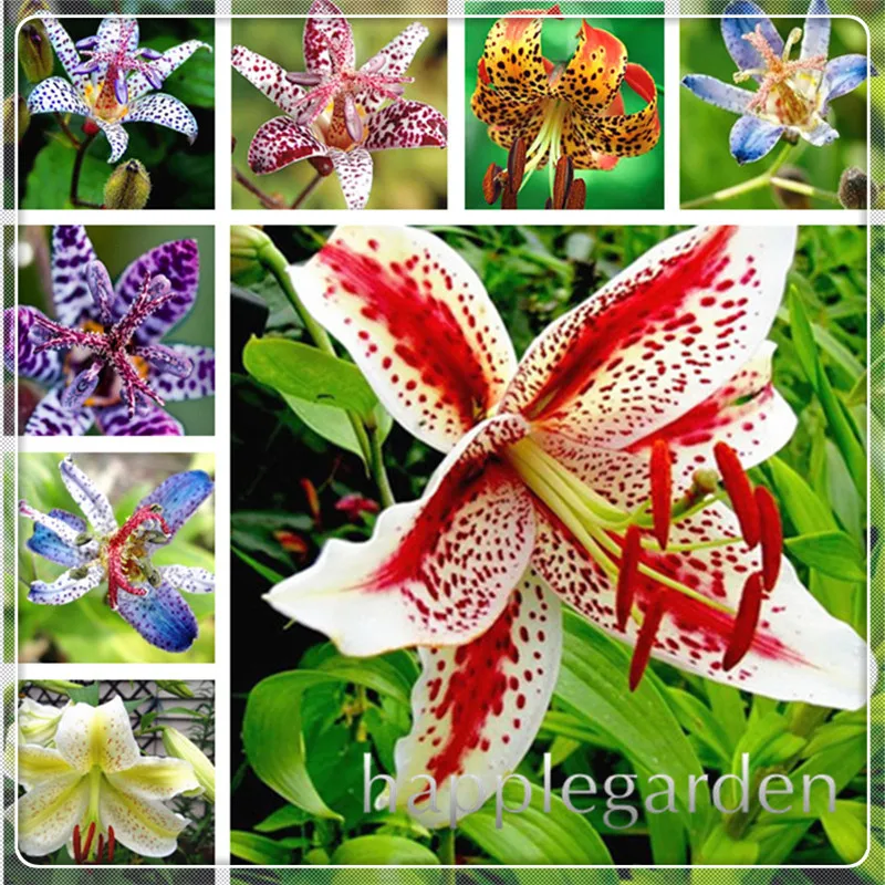 

100 Pcs Garland Flame Lilium Brownii Flower Plants Balcony Bonsai Potted Courtyard Perennial Flowers Lily Plant For Home Garden