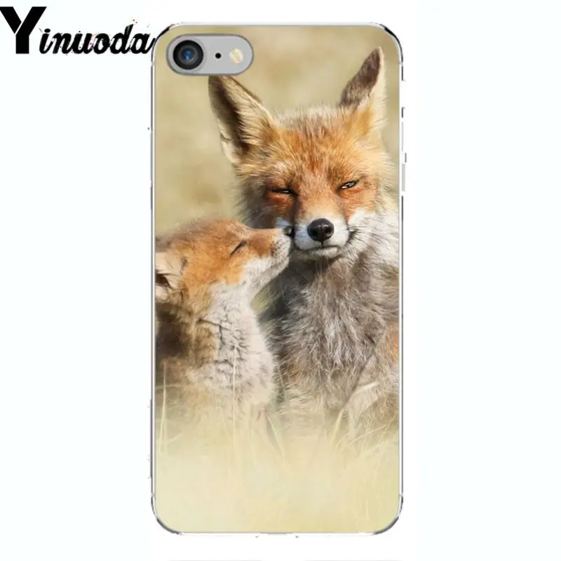 A Fox in The Wild Red Fox 