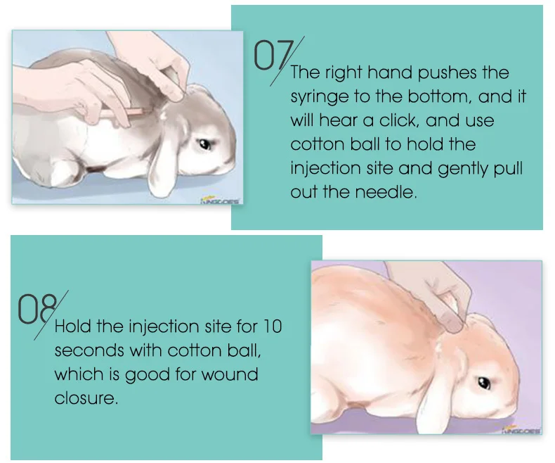 animal syringes (18)