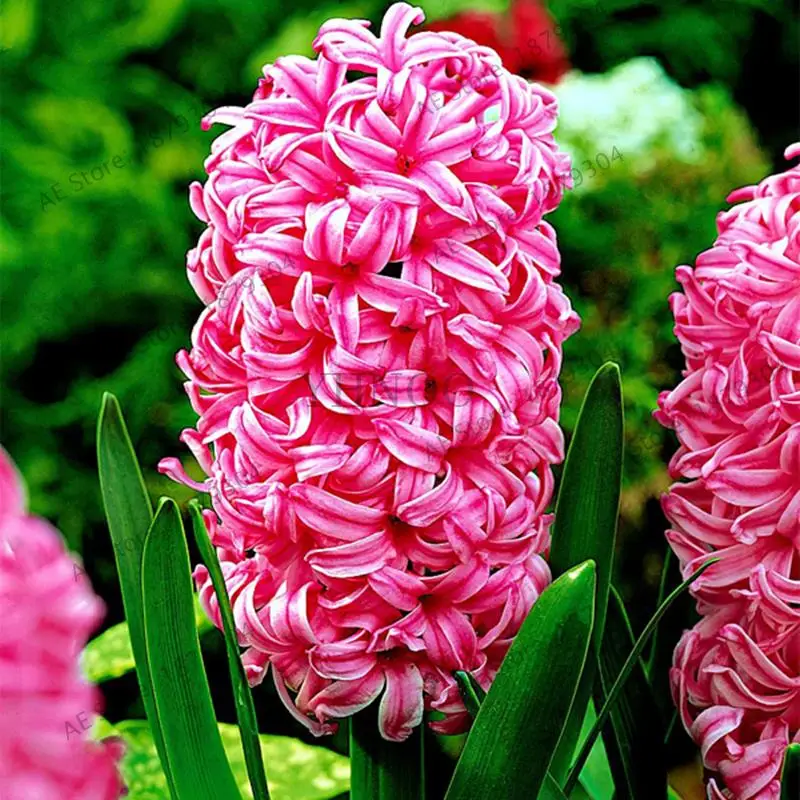 200 шт гиацинт бонсай гиацинт ориенталис Цветок для гостиной гидропоники растения цветы для многолетнего сада украшения растения - Цвет: 4