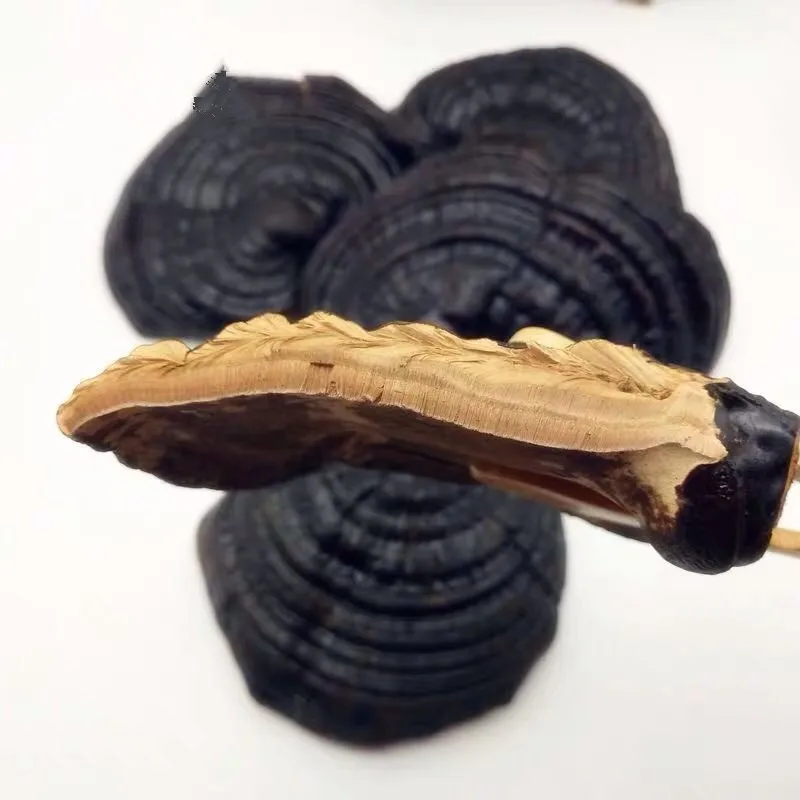 

Changbai Mountain, China Wild Ganoderma lucidum Ganoderma immunity Prolong life Tonifying kidney Health products