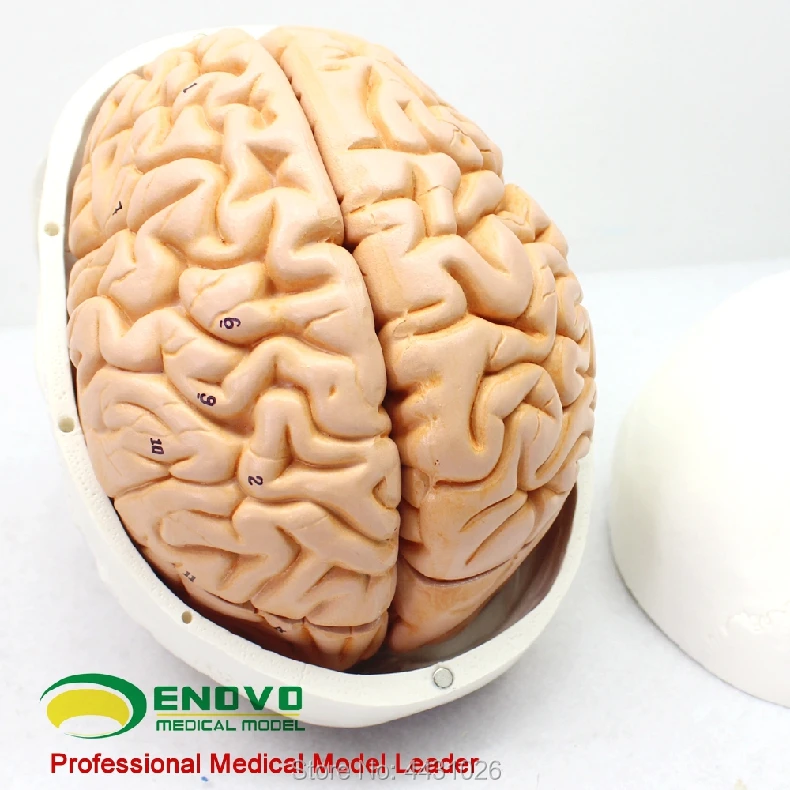 ENOVO мозг черепа модель медицинского человека. черепа мозг 1:1 мозг анатомия модель должности