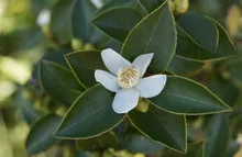 

150 pcs CAMELLIA sinensis Green Tea Seeds Fresh Fragrant RARE seeds for DIY Home Garden Plant
