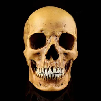 

Free Shipping Halloween Party Decoration Collective Resin Skeleton Medical Model Lifesize Realistic Human Skull Replica