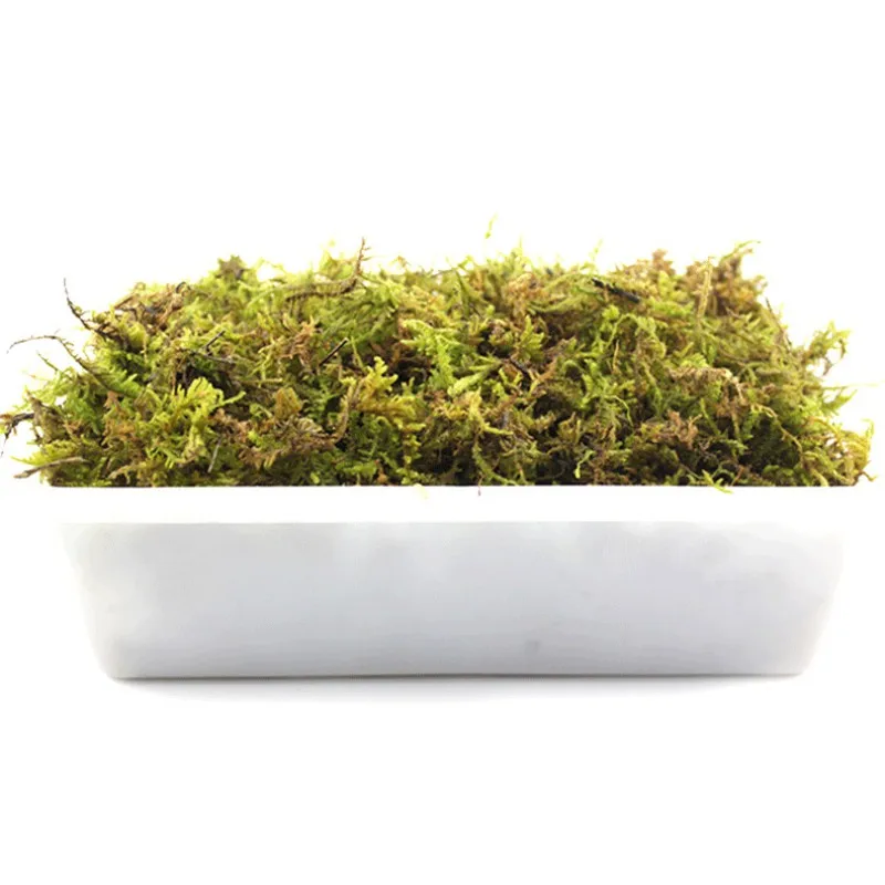 

Reptile Natural Terrarium Moss Turtle Moss Substrate Habitat Decoration