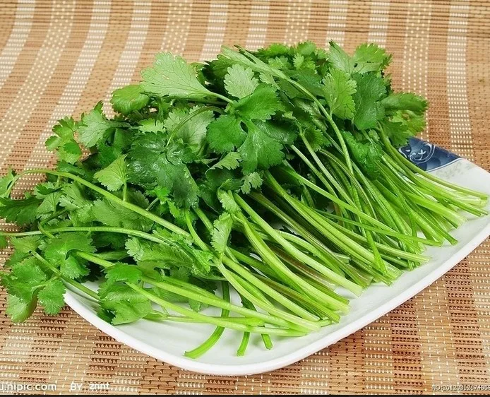 

Resistant to bolting big leaf coriander bonsais Coriander bonsais Vegetable 50pcs