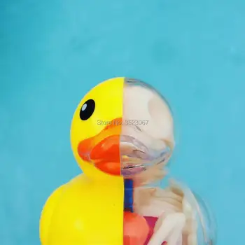 

4D master Bathing Ducky funny ANATOMY MODEL